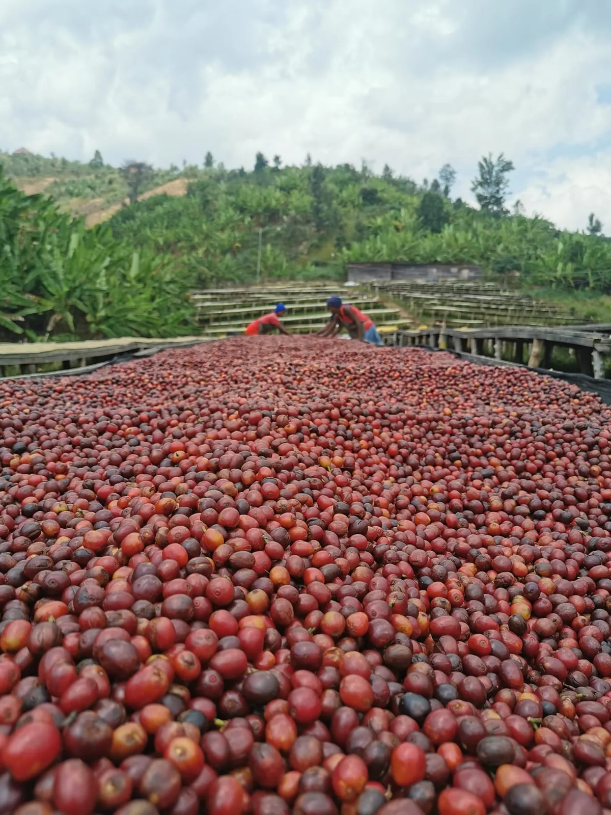 Cerises de café (cascara) séchant sur des lits surélevés, à l’origine