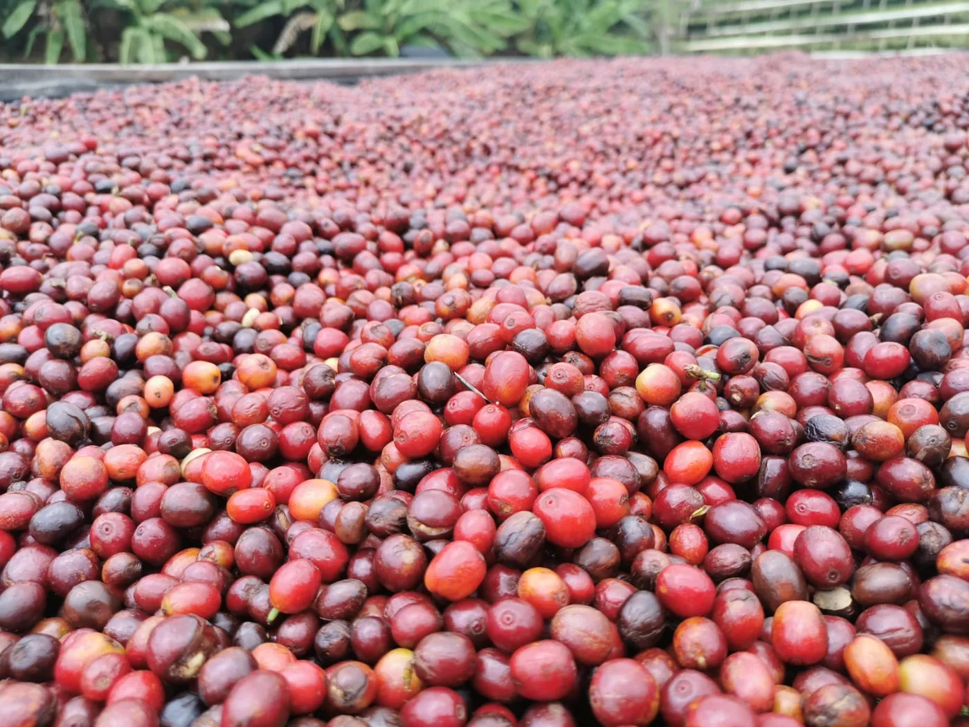 Cerises de café (cascara) mûres, en gros plan